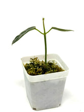 Load image into Gallery viewer, Hoya Lauterbachii