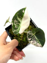 Load image into Gallery viewer, Alocasia Black Velvet Variegated A