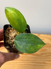 Load image into Gallery viewer, 63. Hoya Latifolia ‘Bai Bua’