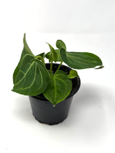 Load image into Gallery viewer, Anthurium Clarinervium 4”