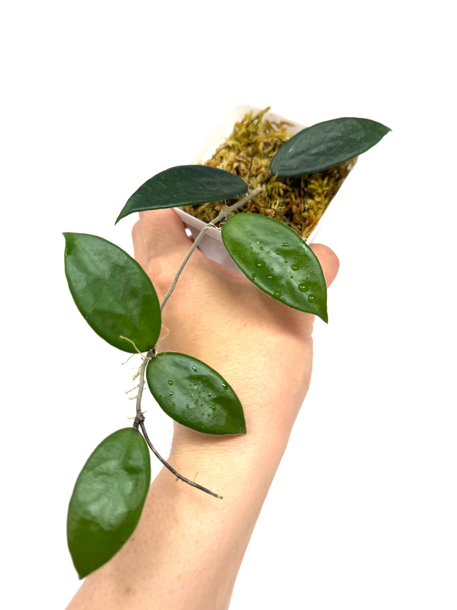 レア　ホヤ　ヴァンヴィエン hoya vangviengiensis Hoya vangviengiensis – Unsolicited Plant Talks
