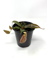 Load image into Gallery viewer, Nepenthes Dyeriana