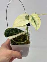 Load image into Gallery viewer, Scindapsus Mayari Variegated D