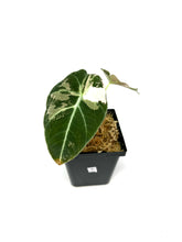 Load image into Gallery viewer, Alocasia Black Velvet Variegated A