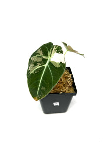 Alocasia Black Velvet Variegated A