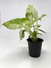 Load image into Gallery viewer, Alocasia Odora Variegated