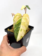 Load image into Gallery viewer, Philodendron Gloriosum Variegated A