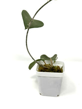 Load image into Gallery viewer, Hoya Glabra Silver A