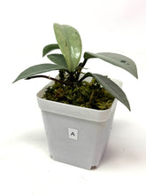 Load image into Gallery viewer, Hoya Wilbur Graves Silver A