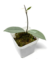 Load image into Gallery viewer, Hoya Wilbur Graves Silver B