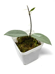 Hoya Wilbur Graves Silver B