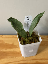 Load image into Gallery viewer, 57. Hoya Mitrata Silver