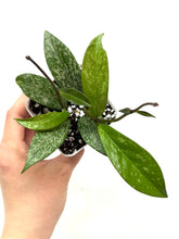Load image into Gallery viewer, Hoya Pubicalyx Silver