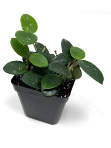 Hoya Mathilde