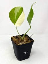 Load image into Gallery viewer, Monstera Deliciosa Albo Variegated I