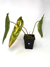 Load image into Gallery viewer, Philodendron Billietiae Variegated A