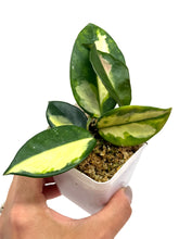 Load image into Gallery viewer, Hoya Carnosa ‘Krimson Princess’