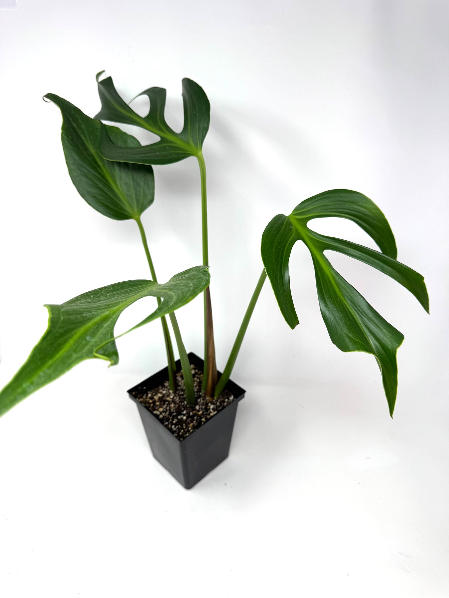 burle marx flame philodendron Monstera Burle Marx Flame (large) – Planthaven Toronto