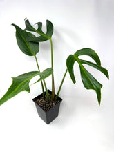 Load image into Gallery viewer, Monstera Burle Marx Flame (large)