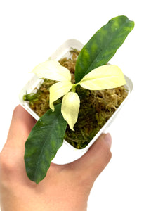 Hoya Multiflora 'Ghost'