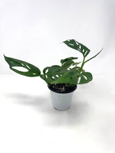 Load image into Gallery viewer, Monstera Adansonii