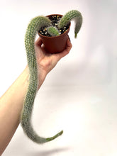 Load image into Gallery viewer, Cleistocactus Colademononis “Monkey Tail Cactus” Large Plant (Long hair variant) - Ships within Canada only