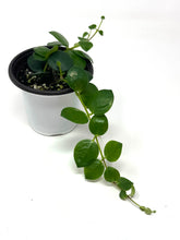 Load image into Gallery viewer, Aeschynanthus Radicans Thai Pink