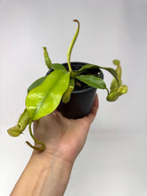 Load image into Gallery viewer, Nepenthes Dyeriana