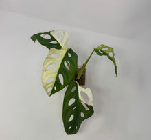 Load image into Gallery viewer, Monstera Adansonii Variegated G