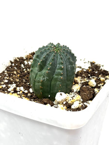Euphorbia Obesa (Ships within Canada only)