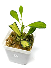 Load image into Gallery viewer, Hoya Manipurensis Variegated A