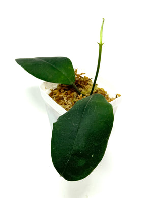 Hoya Hamiltoniorum