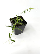 Load image into Gallery viewer, Philodendron Bipennifolium Violin Variegated C