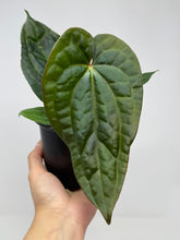 Load image into Gallery viewer, Anthurium Luxurians Dark Form