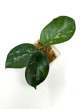 Load image into Gallery viewer, Hoya Carnosa ‘Oval Splash’