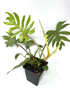 Philodendron Mayoi (Large)