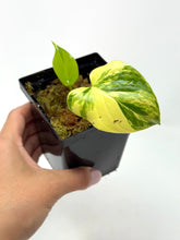 Load image into Gallery viewer, Homalomena Rubescens Variegated D