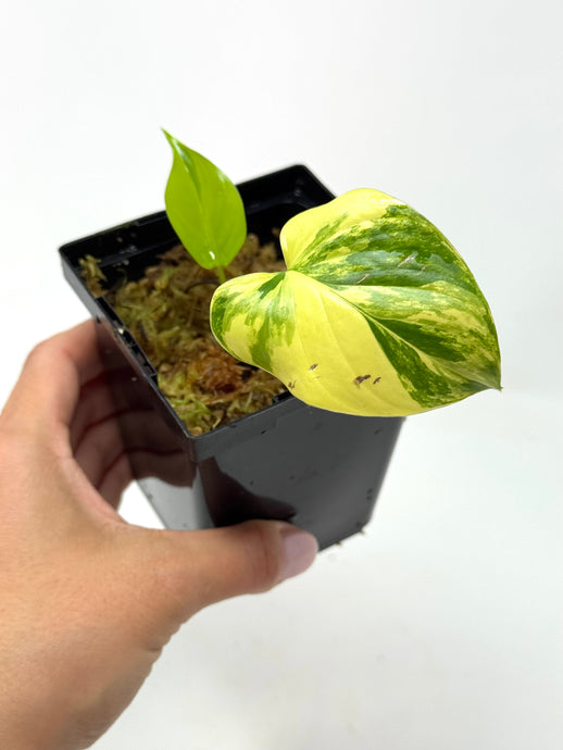Homalomena Rubescens Variegated D