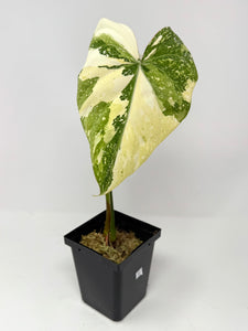 Philodendron Gloriosum Variegated C