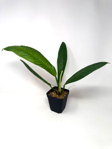 Philodendron Lynette ‘Campii’