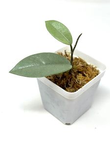 Hoya Wilbur Graves Silver A
