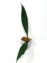Load image into Gallery viewer, Hoya Clemensiorum