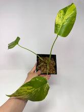 Load image into Gallery viewer, Monstera Deliciosa Aurea Variegated F