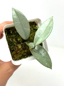 Hoya Wilbur Graves Silver D