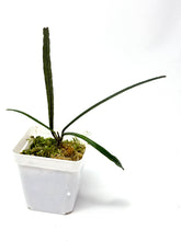 Load image into Gallery viewer, Hoya Insularis
