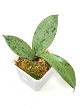 Load image into Gallery viewer, Hoya Pubicalyx Pink Silver Ghost C