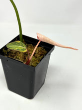 Load image into Gallery viewer, Philodendron Gloriosum Variegated B