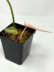 Philodendron Gloriosum Variegated B
