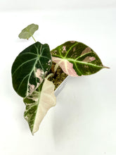 Load image into Gallery viewer, Alocasia Black Velvet Variegated A