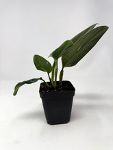 Load image into Gallery viewer, Monstera Standleyana Variegated